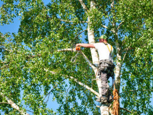 tree pruning